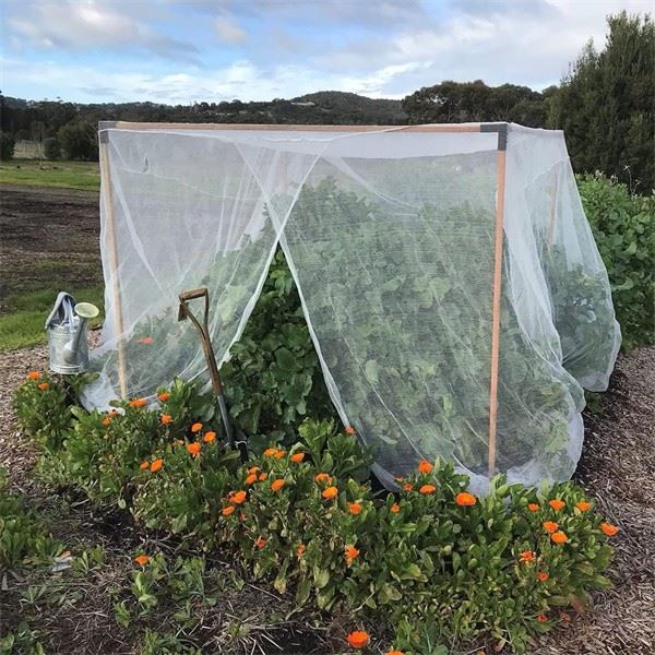 Anti Insect Netting 50 Mesh best